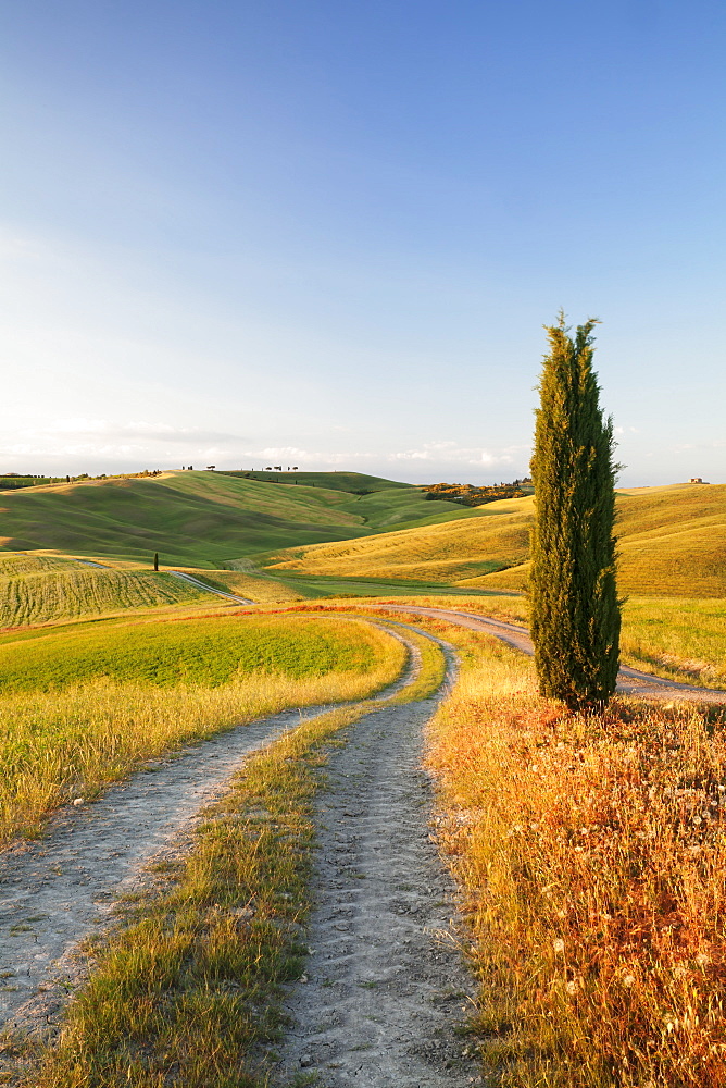 Tuscan landscape with cypress tree, near San Quirico, Val d'Orcia (Orcia Valley), UNESCO World Heritage Site, Siena Province, Tuscany, Italy, Europe