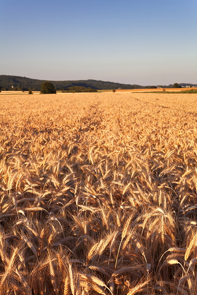 Cornfield in summer, Swabian Alps, Baden-Wurttemberg, Germany, Europe