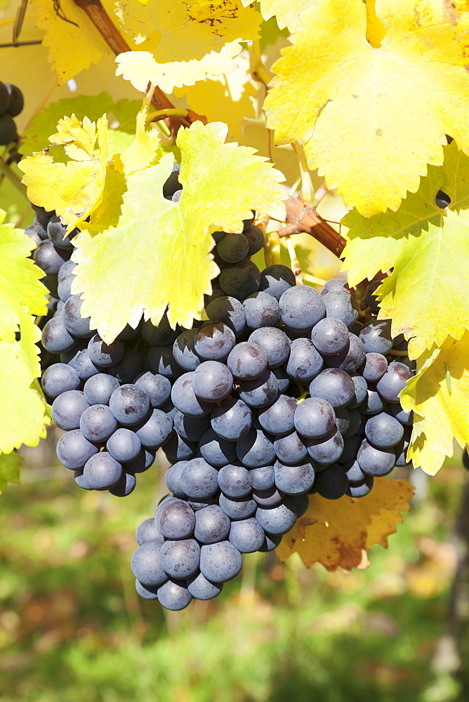 Vineyards with red wine grapes in autumn, Uhlbach, Baden-Wurttemberg, Germany, Europe