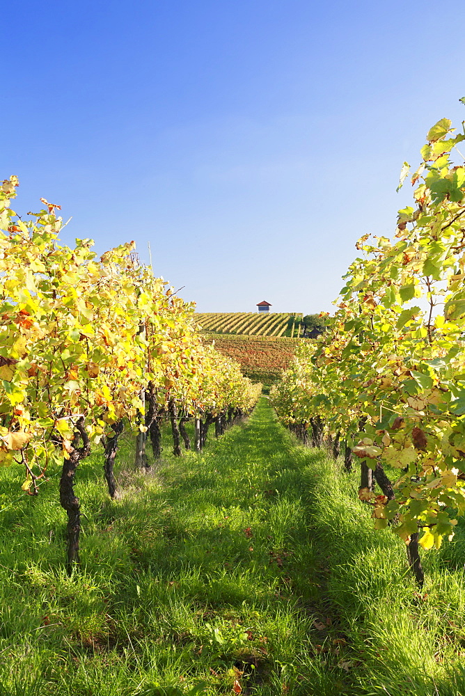 Cottage in vineyards in autumn, Uhlbach, Baden-Wurttemberg, Germany, Europe