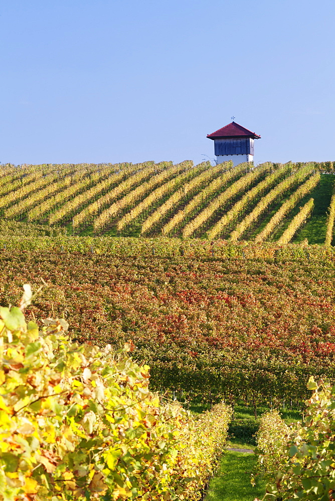 Cottage in vineyards in autumn, Uhlbach, Baden-Wurttemberg, Germany, Europe