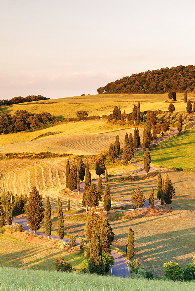 Road liend with cypresses, Monticchiello, Val d'Orcia (Orcia Valley), UNESCO World Heritage Site, Siena Province, Tuscany, Italy, Europe