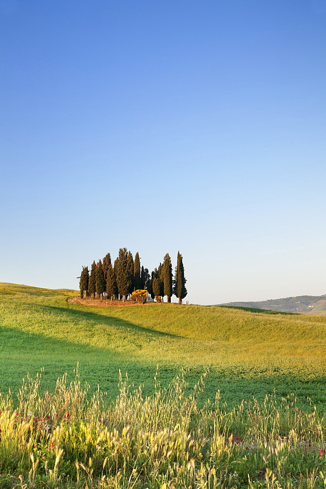 Group of Cypress trees, near San Quirico, Val d'Orcia (Orcia Valley), UNESCO World Heritage Site, Siena Province, Tuscany, Italy, Europe