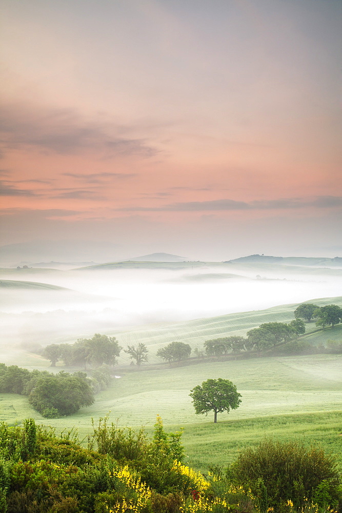 Single tree at sunrise, Val D'Orcia, UNESCO World Heritage Site, Province Siena, Tuscany, Italy, Europe