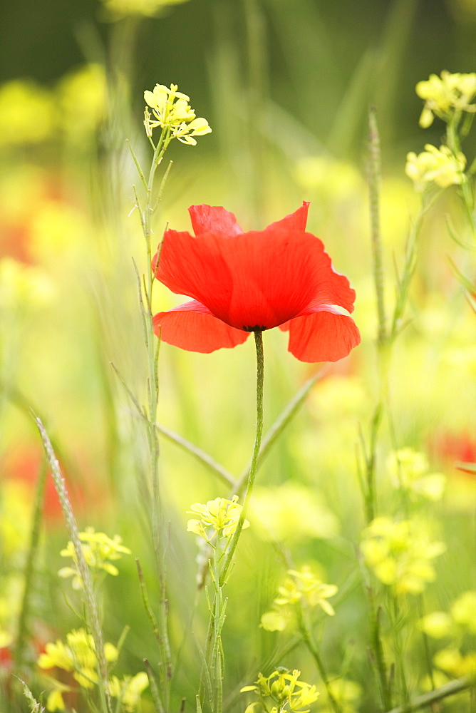 Single poppy in a field of wildflowers, Val d'Orcia, Province Siena, Tuscany, Italy, Europe