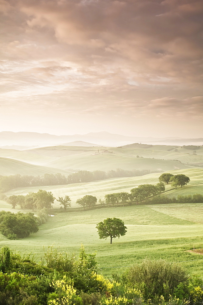 Single tree at sunrise, Val D'Orcia, UNESCO World Heritage Site, Province Siena, Tuscany, Italy, Europe