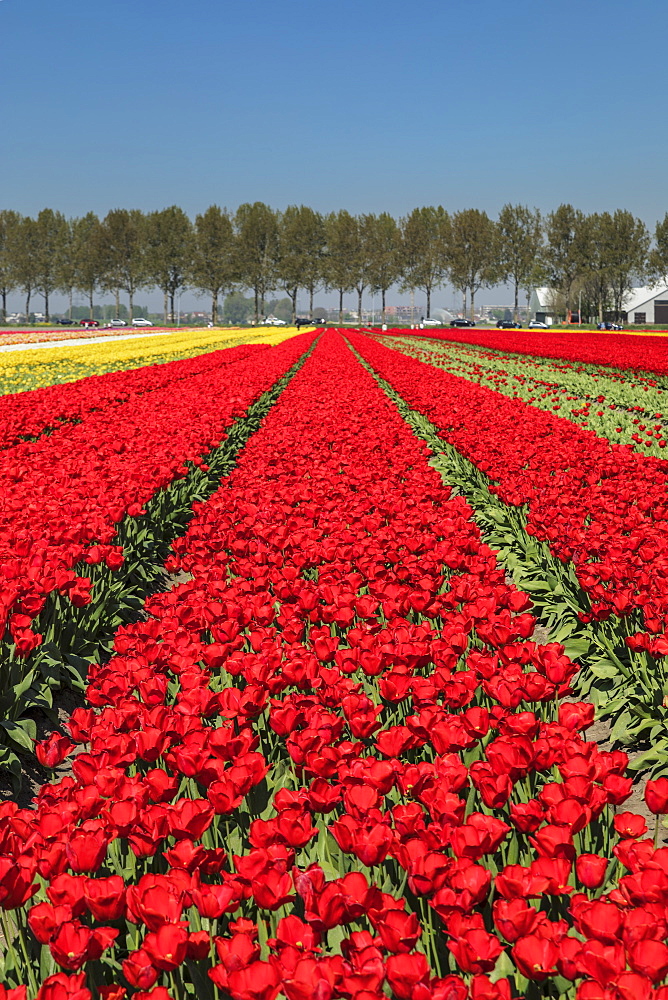 Field of tulips in spring, South Holland, Netherlands, Europe