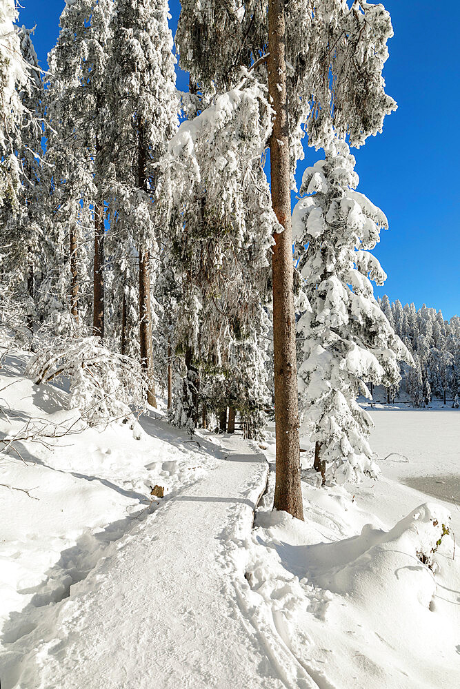 Mummelsee Lake in winter, Black Forest, Baden Wurttemberg, Germany, Europe