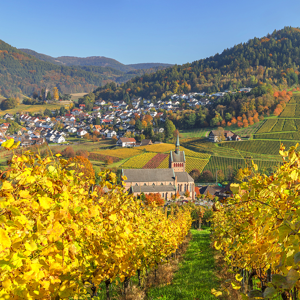 View over vineyards to Kappelrodeck in autumn, Black Forest, Baden-Wurttemberg, Germany, Europe