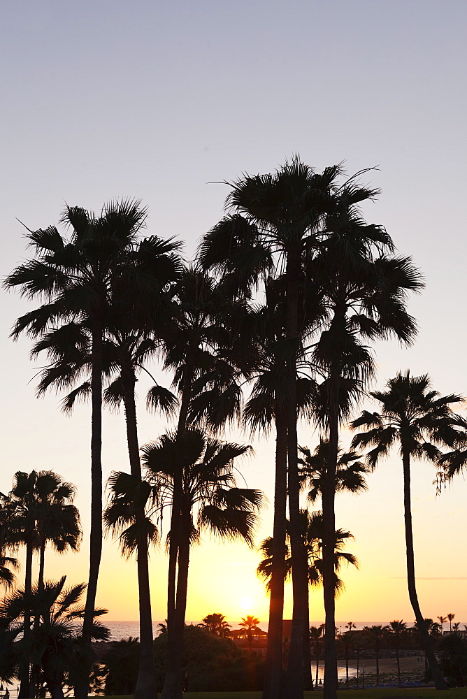 Palm trees at sunset, Playa de Los Amadores, Gran Canaria, Canary Islands, Spain, Atlantic, Europe