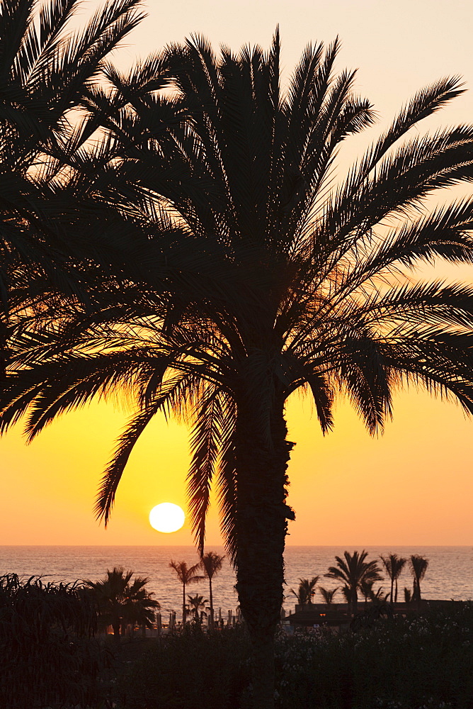 Palm trees at sunset, Playa de Los Amadores, Gran Canaria, Canary Islands, Spain, Atlantic, Europe