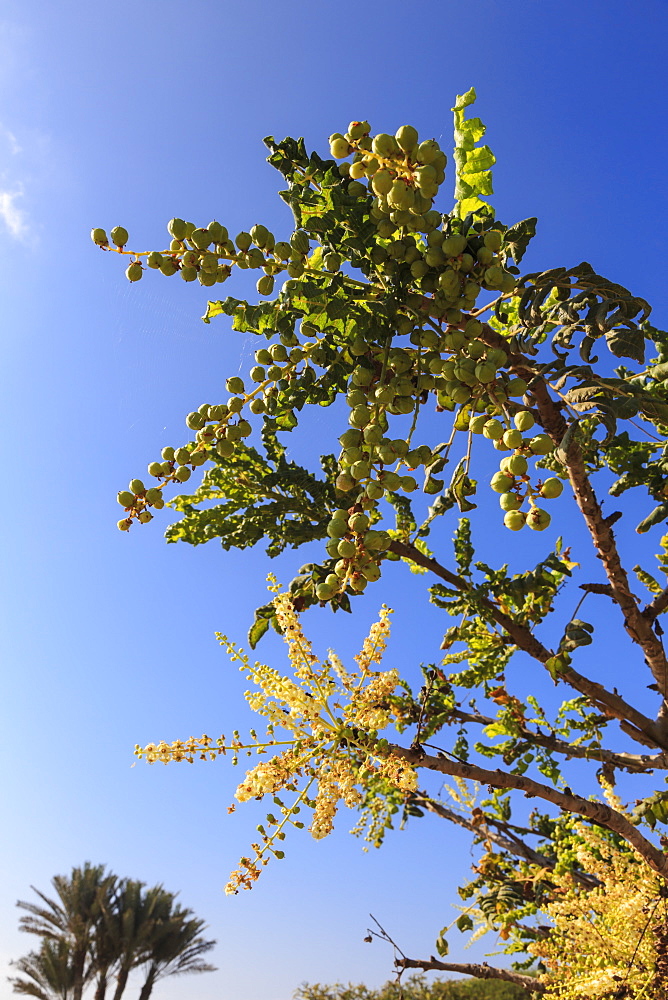 Frankincense tree (Boswellia sacra), Museum of Frankincense Land, Al-Baleed, UNESCO World Heritage Site, Salalah, Dhofar, Oman, Middle East