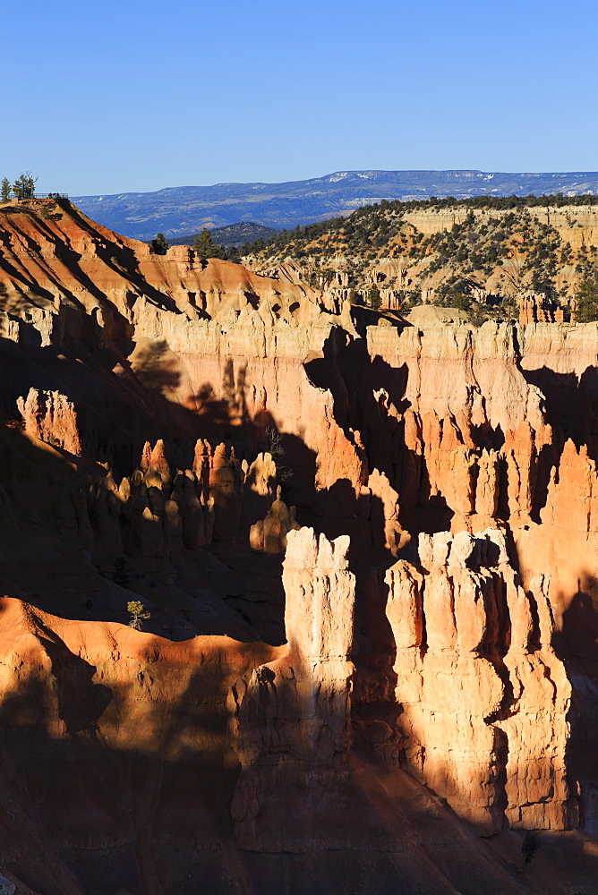 Hoodoos and lone pine tree on a ridge lit by late afternoon sun, view to Sunrise Point, Bryce Canyon National Park, Utah, United States of America, North America