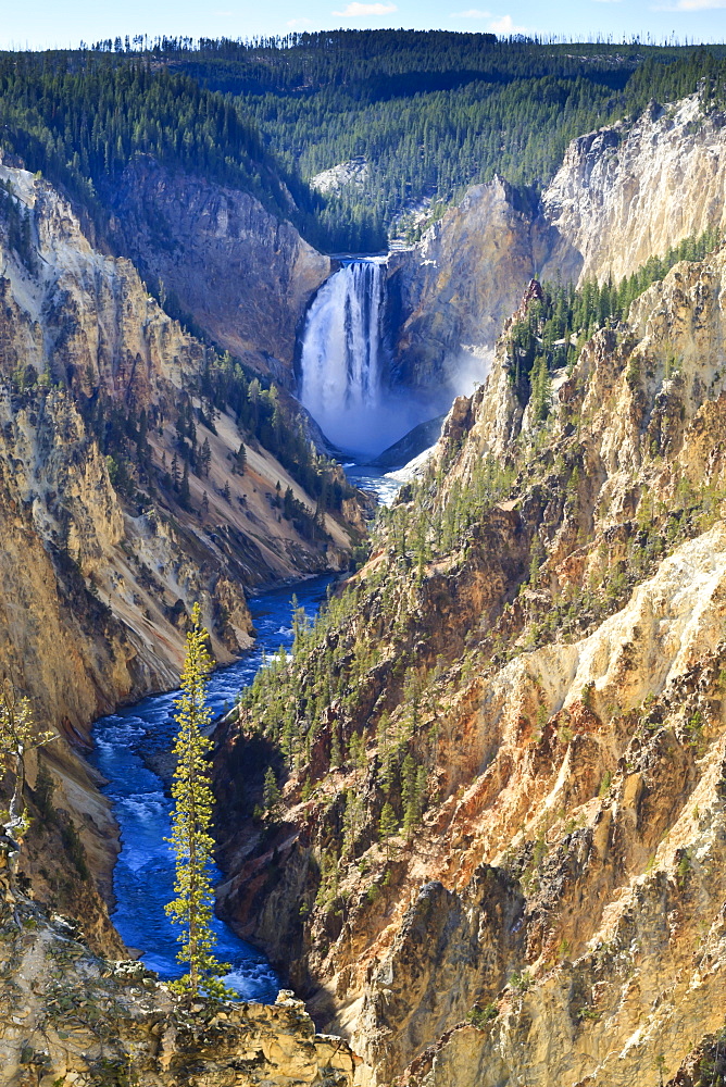 Lower Falls and the Grand Canyon of the Yellowstone, Yellowstone National Park, UNESCO World Heritage Site, Wyoming, United States of America, North America