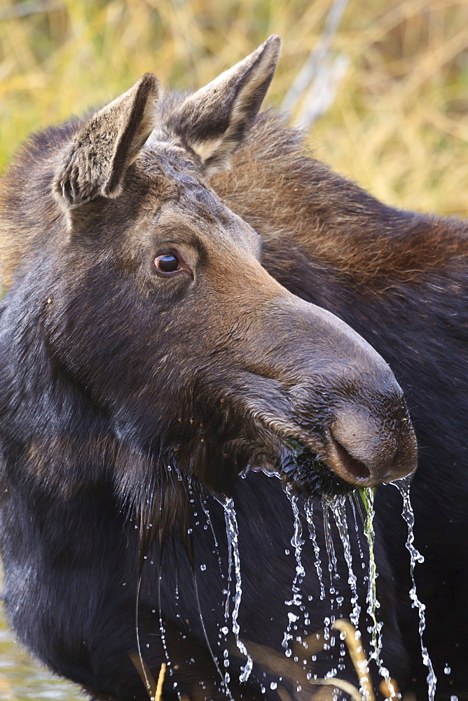 Moose (Alces alces) cow dribbles after feeding, autumn (fall), Grand Teton National Park, Wyoming, United States of America, North America