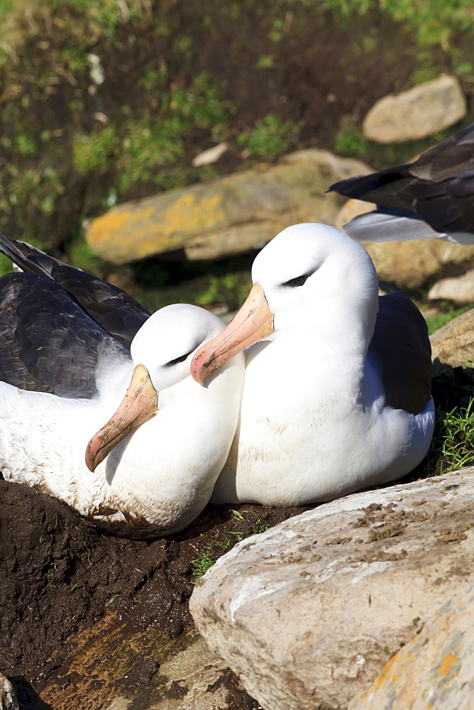 Black-browed albatross (Thalassarche melanophrys) bonding behaviour at nest, the Neck, Saunders Island, Falkland Islands, South America