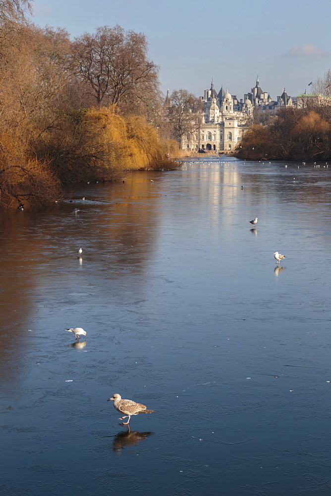 Sea birds (gulls) on ice covered frozen lake with Westminster backdrop in winter, St. James's Park, London, England, United Kingdom, Europe