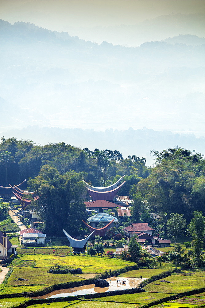 A rice farming village with traditional Torajan Tongkonan long houses, Tana Toraja, Sulawesi, Indonesia, Southeast Asia, Asia