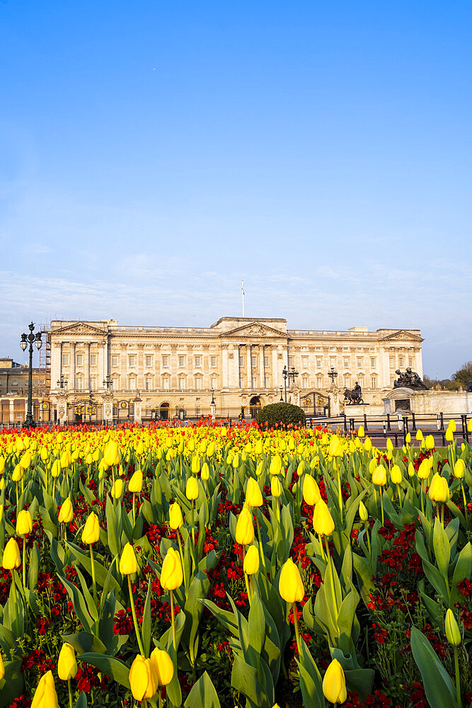 The facade of Buckingham Palace, the official residence of the Queen in London, showing spring flowers, London, England, United Kingdom, Europe