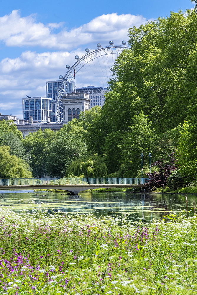 Spring flowers in the royal park with the London Eye and buildings on Whitehall, St. James's Park, Westminster, London, England, United Kingdom, Europe