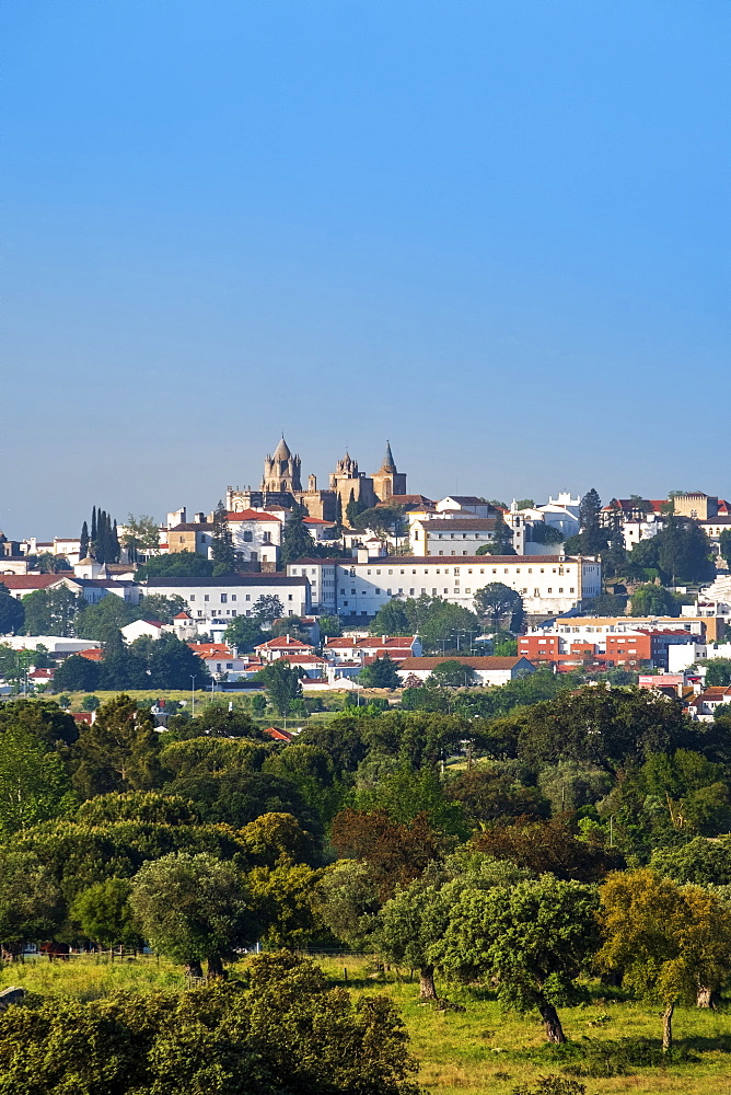 View of the medieval city and capital of the region across cork oak woodland, Evora, Alentejo, Portugal, Europe