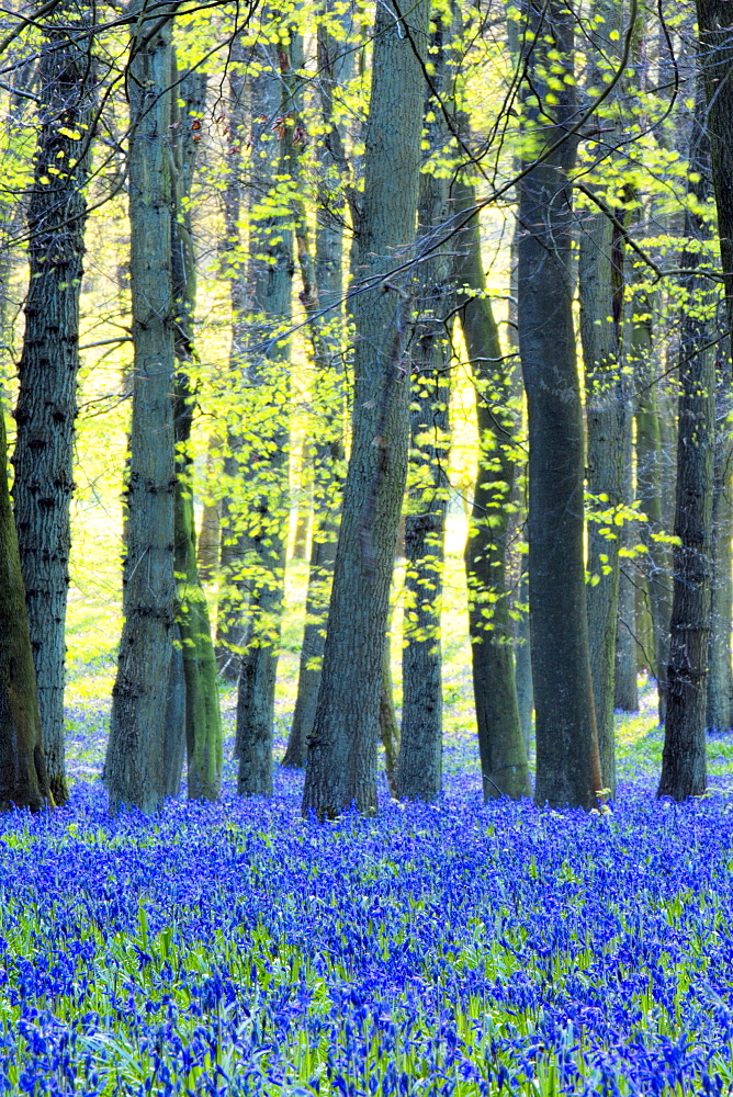 Ancient bluebell woodland in spring, Dockey Wood, Ashridge Estate, Berkhamsted, Hertfordshire, England, United Kingdom, Europe