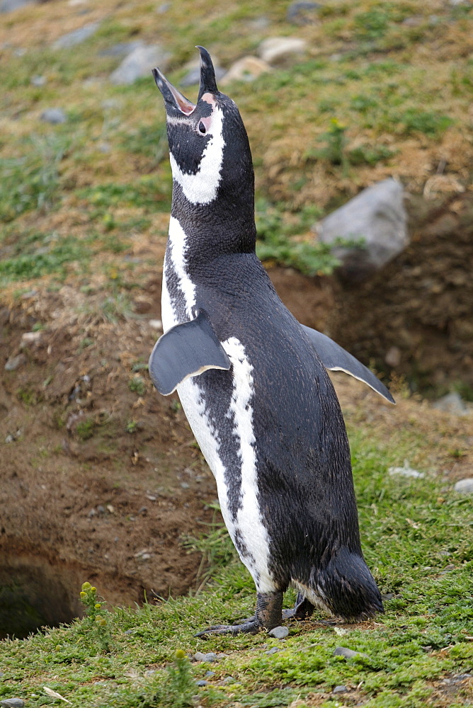 Magellanic penguin (Spheniscus magellanicus) calling, giving a warning call, Patagonia, Chile, South America