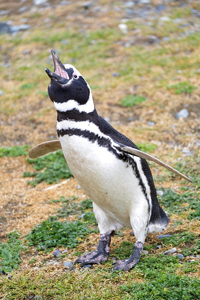 Magellanic penguin (Spheniscus magellanicus) calling, giving a warning call, Patagonia, Chile, South America