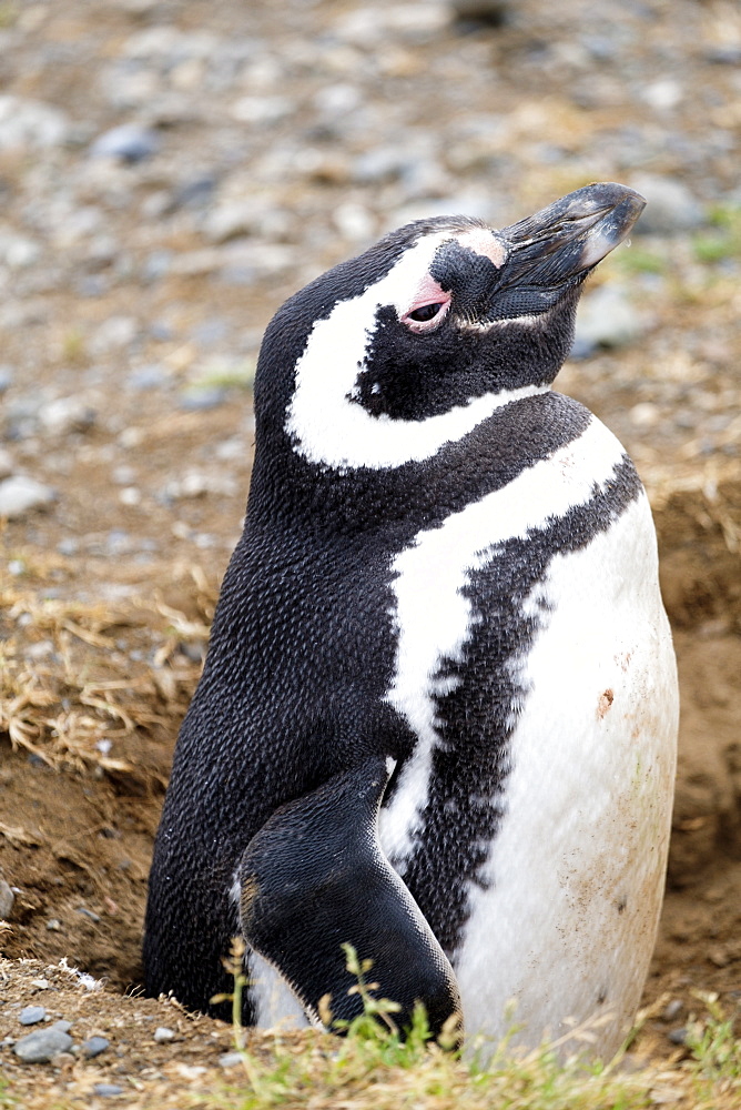 Magellanic penguin (Spheniscus magellanicus) in its nesting burrow, Patagonia, Chile, South America