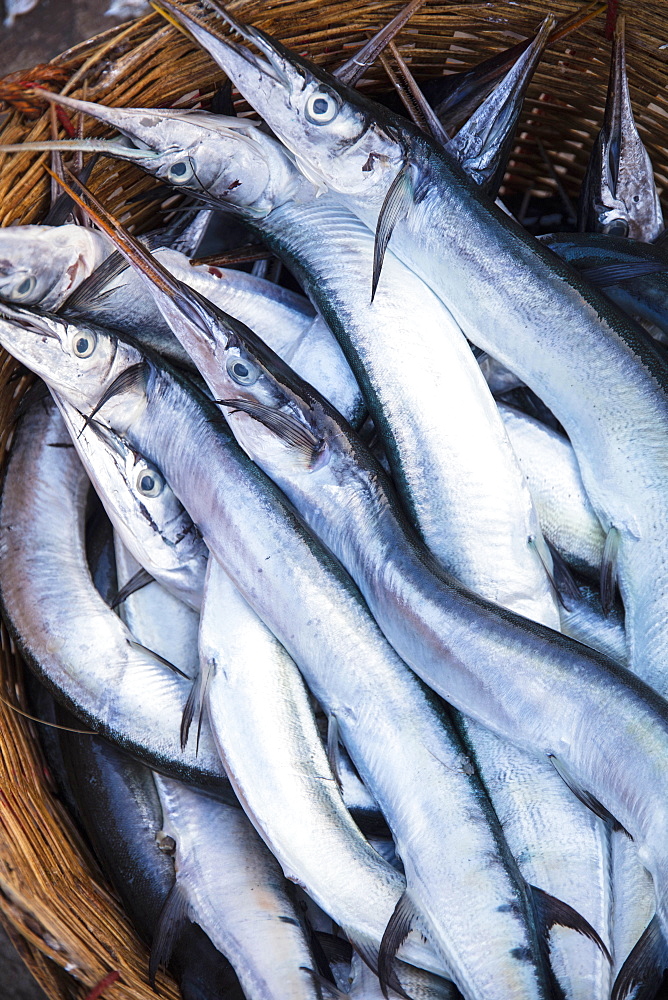 Needlefish (Belonidae sp.) in a basket at the morning fish market on the banks of the Preaek Tuek Chhu River in Kampot town, Cambodia, Indochina, Southeast Asia, Asia