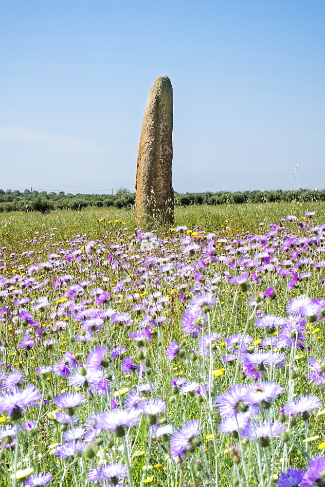 The megalithic Menir do Outeiro standing stone in a meadow of wild flowers, Monsaraz, Alentejo, Portugal, Europe