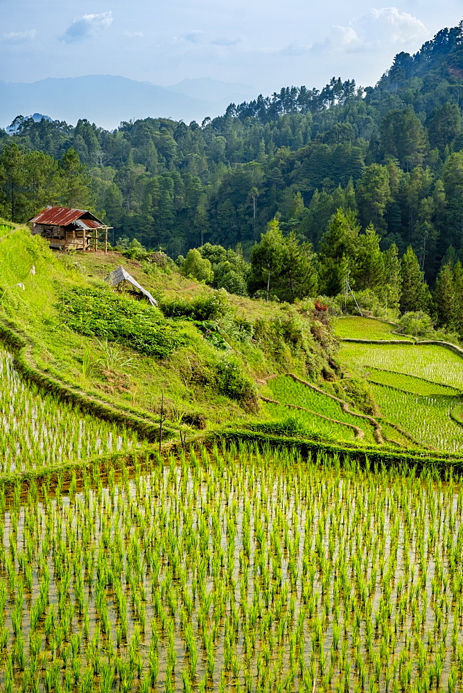 Rice paddy fields in the highlands, Tana Toraja, Sulawesi, Indonesia, Southeast Asia, Asia