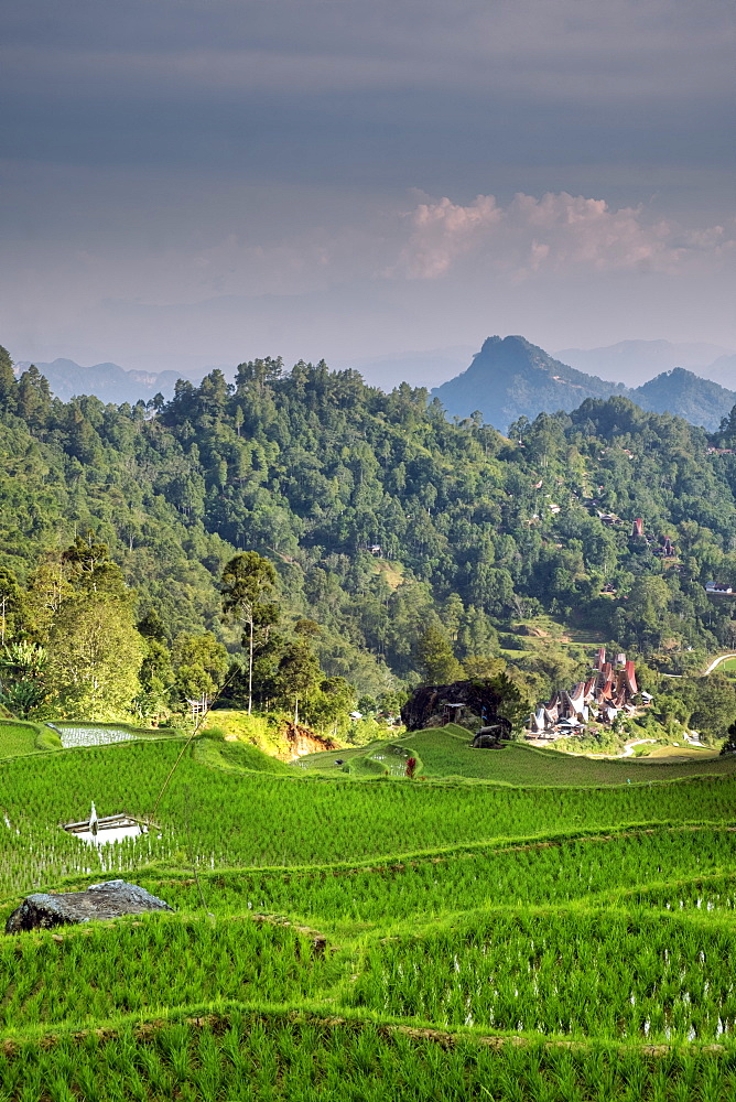 Rice paddy fields in the highlands, Tana Toraja, Sulawesi, Indonesia, Southeast Asia, Asia