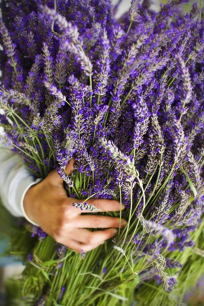 Asian woman holding bunch of lavender flowers