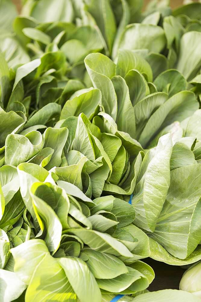 Close up of bunches of fresh lettuce