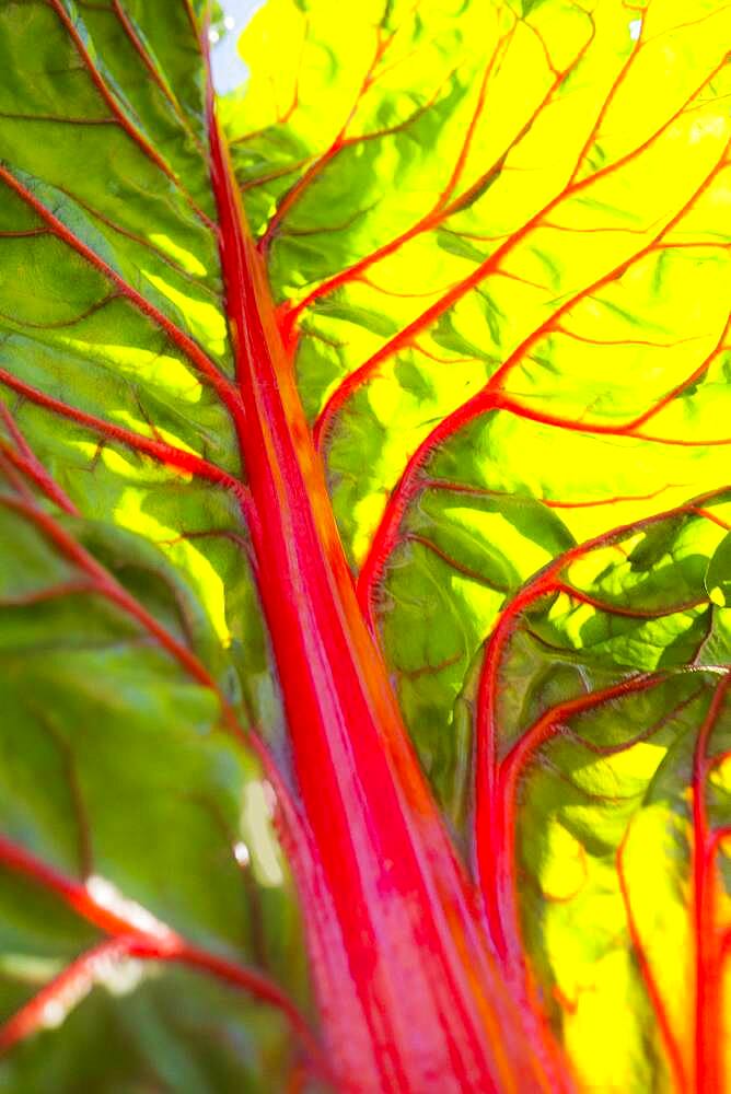 Close up of fresh chard leaf