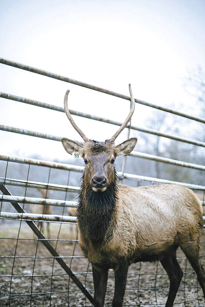 Elk standing by fence on ranch