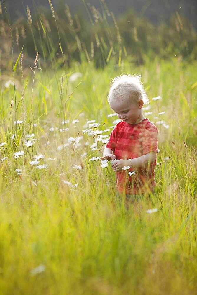 Caucasian boy admiring flowers in tall grass