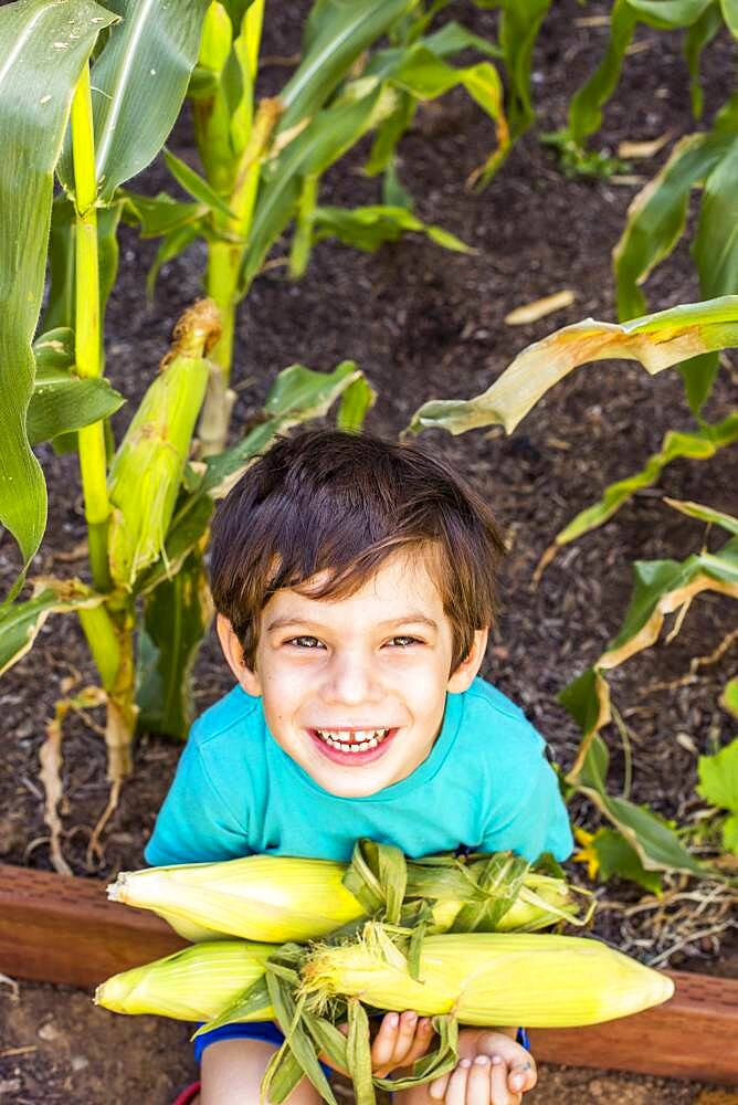 Mixed race boy picking corn in garden