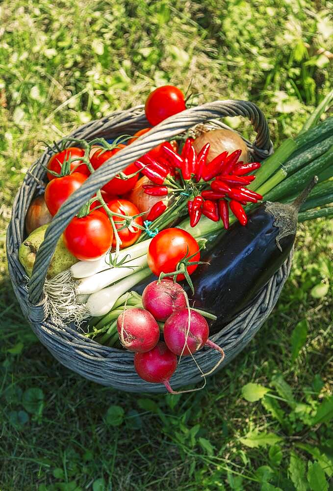 High angle view of basket of vegetables