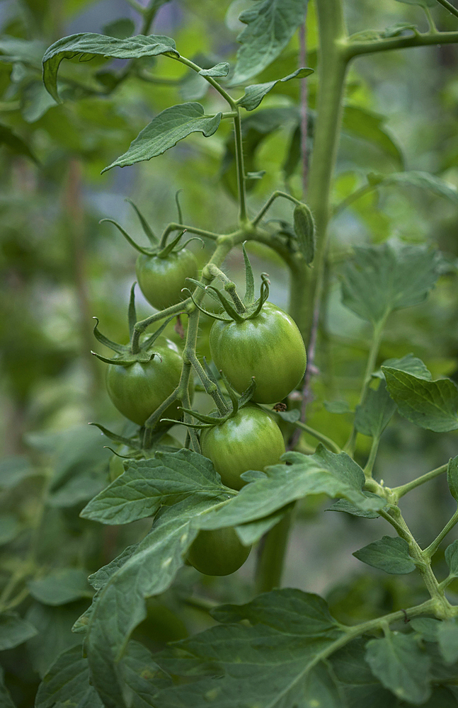 Close up of green tomatoes