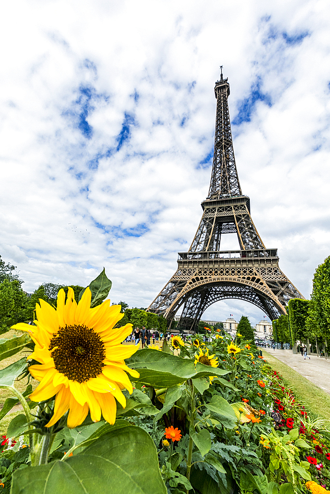 Row of flowers near Eiffel Tower, Paris, Ile de France, France