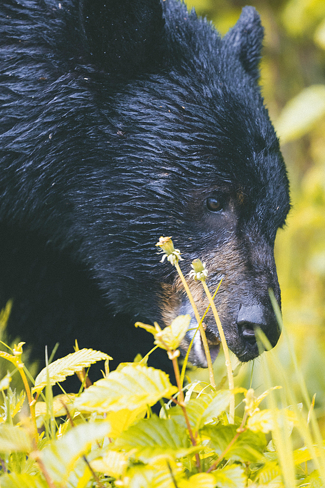 Close up of face of wet bear eating foliage