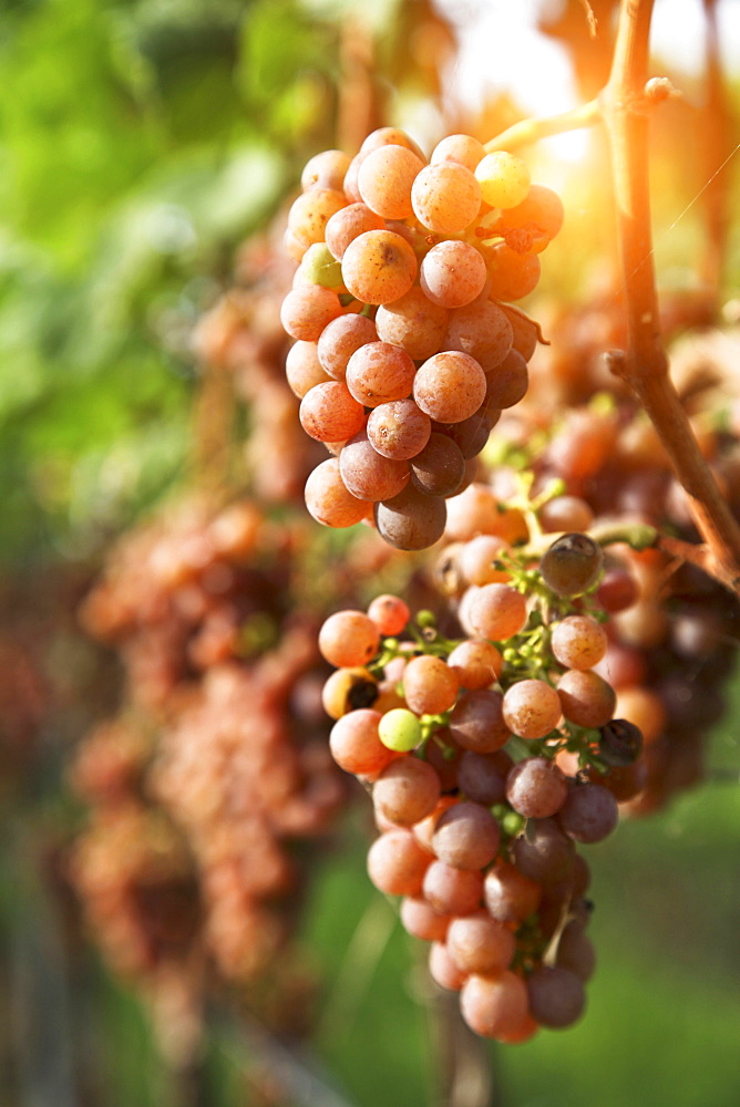 Close up of grapes in vineyard