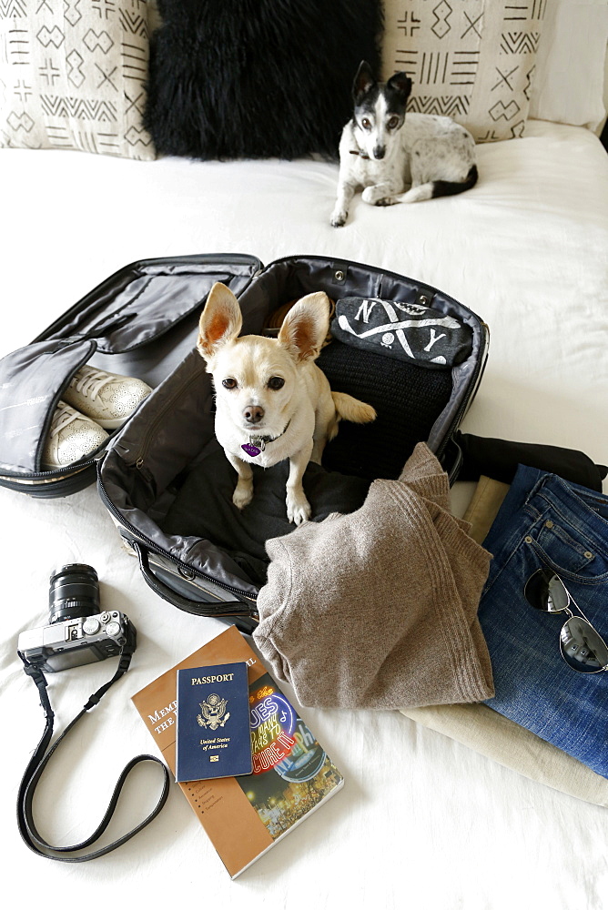 Dog sitting in suitcase on bed