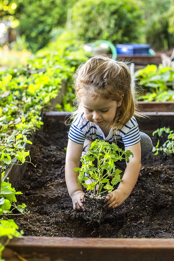 Caucasian girl planting in garden