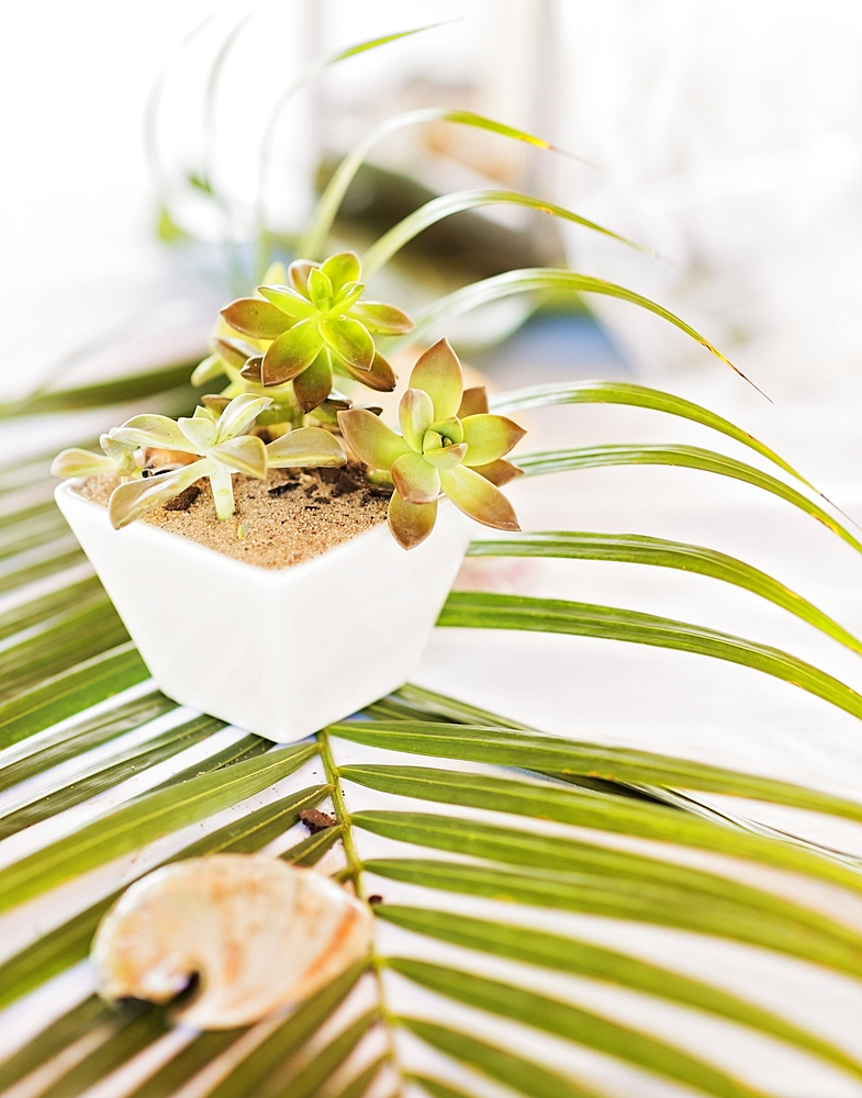 Potted plant and seashell on leaf