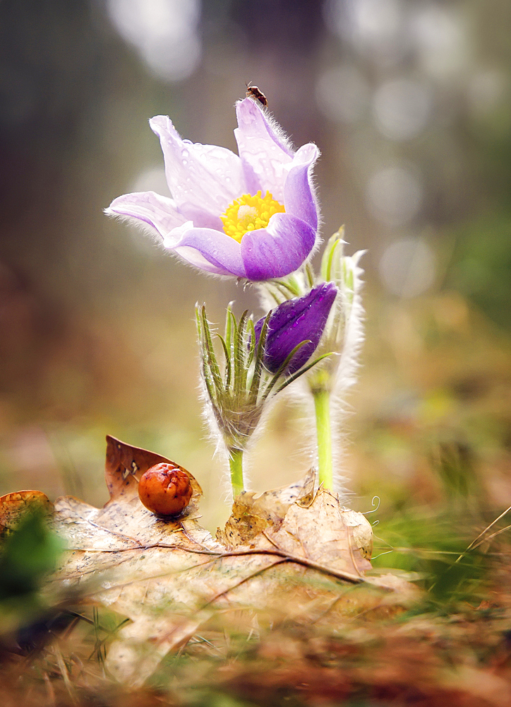 Insect on petal of purple flower