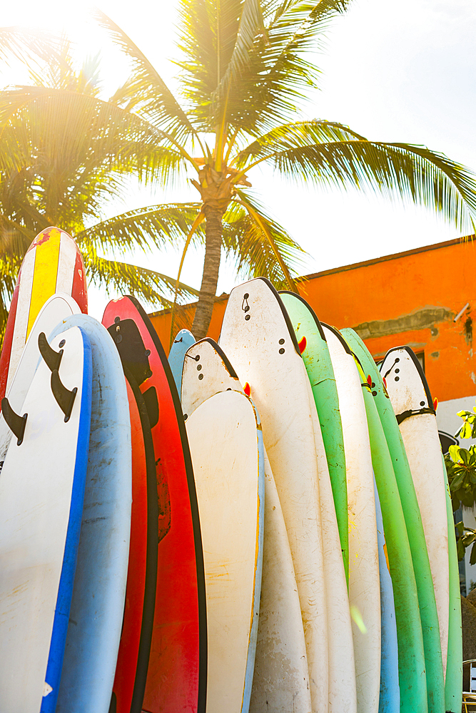 Surfboards under palm tree