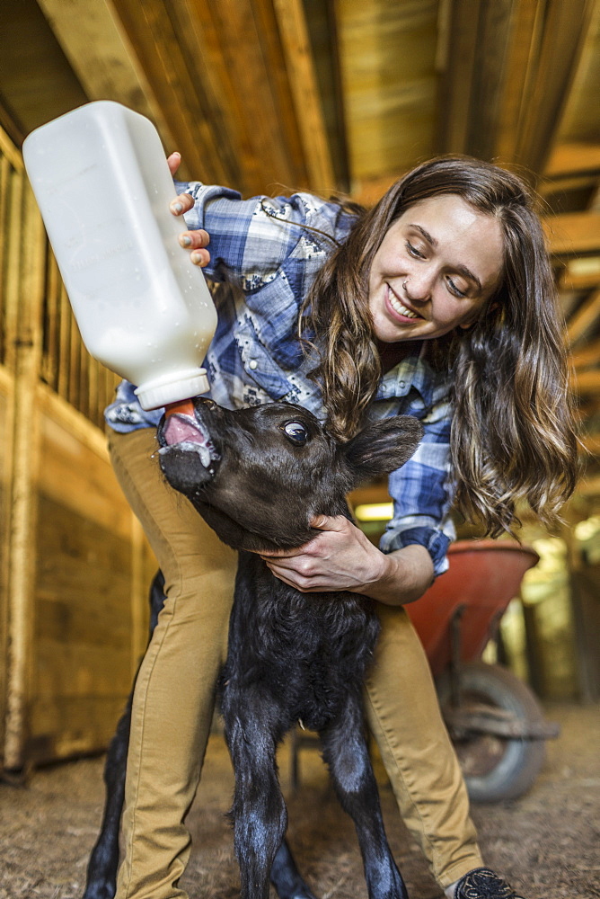 Caucasian farmer feeding calf milk from bottle